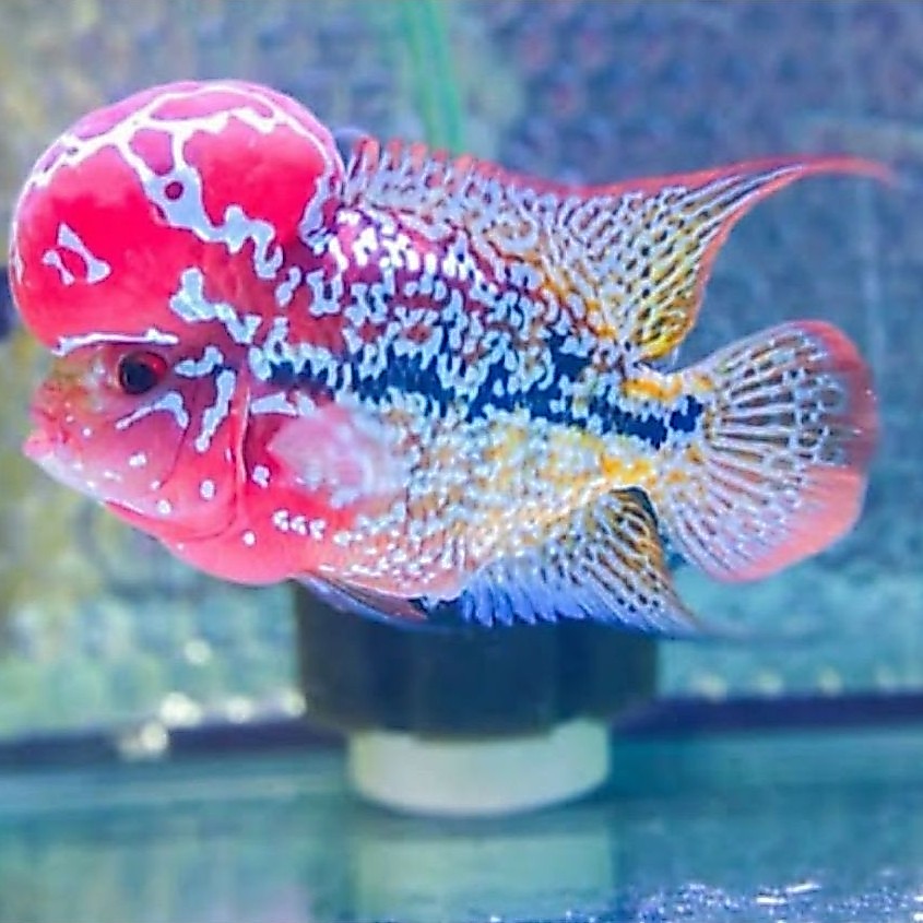 Burayak Ikan Louhan Kamfa V8 Thailand Super Red 7-9cm