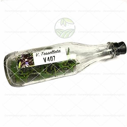 READY Benih Bibit Anggrek Vanda Botolan - Anggrek Vanda - Anggrek Botol