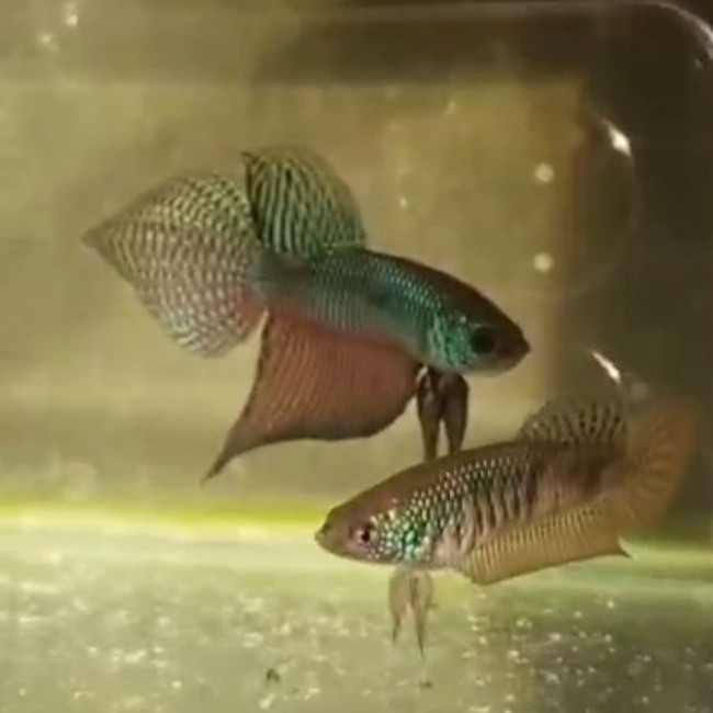 WildBetta Smaragdina Carbon Satu Pasang Medium Size