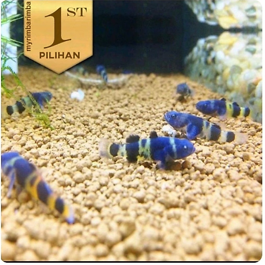 Paket Koloni ( Isi10)Anakan Mini Goby Bumblebee Ikan Hias Aquascape HIasan Aquarium Micro Tank
