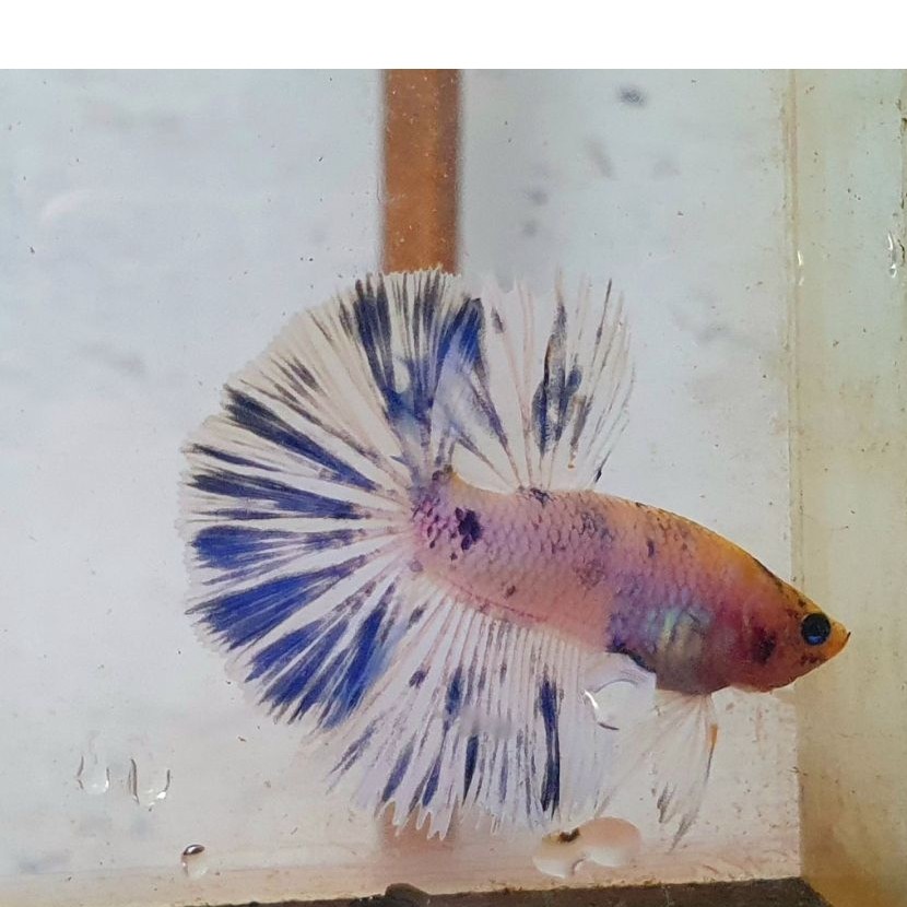 cupang halfmoon fancy marble blue realpict