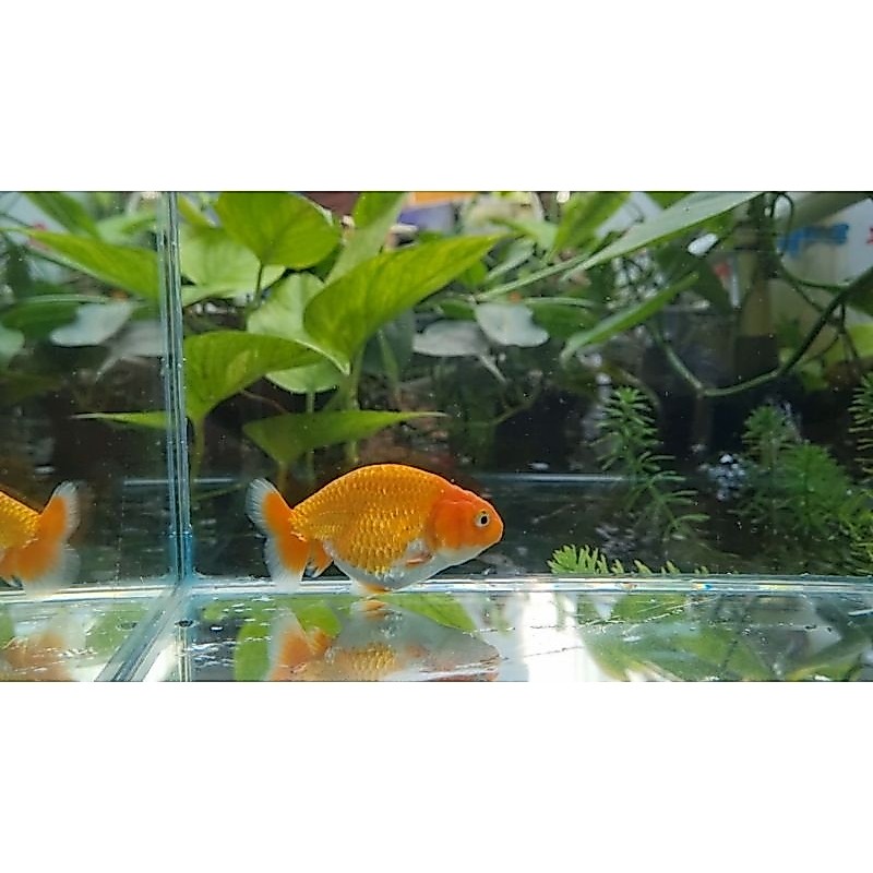 Ranchu Red White - Ikan Mas Koki Ranchu - Instant Only