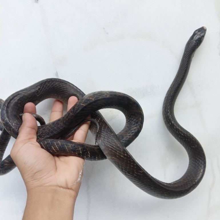 mainan anak-anak,(ular ptyas mucosus/ular jali)