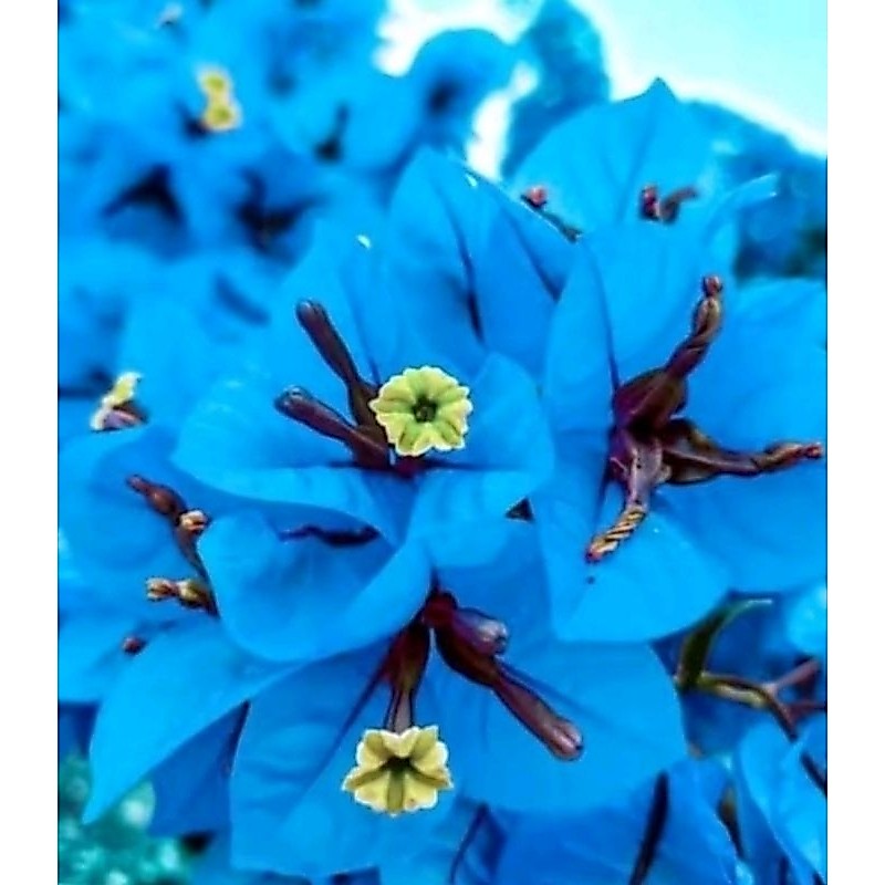 tanaman hias Bugenvil biru