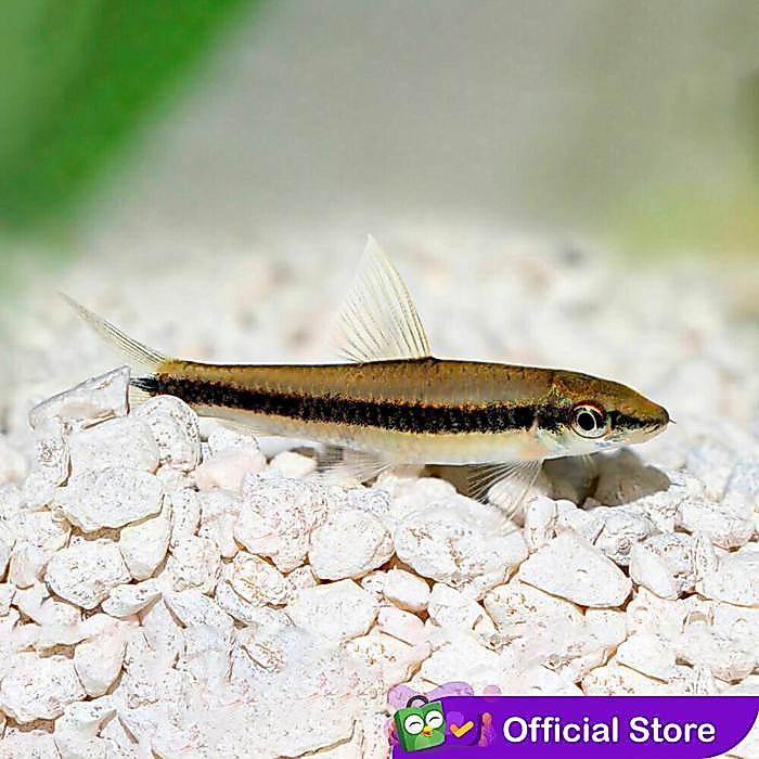 SAE / Siamese Algae Eater / Pemakan Alga / Ikan Hias Air Tawar - Size± 6cm