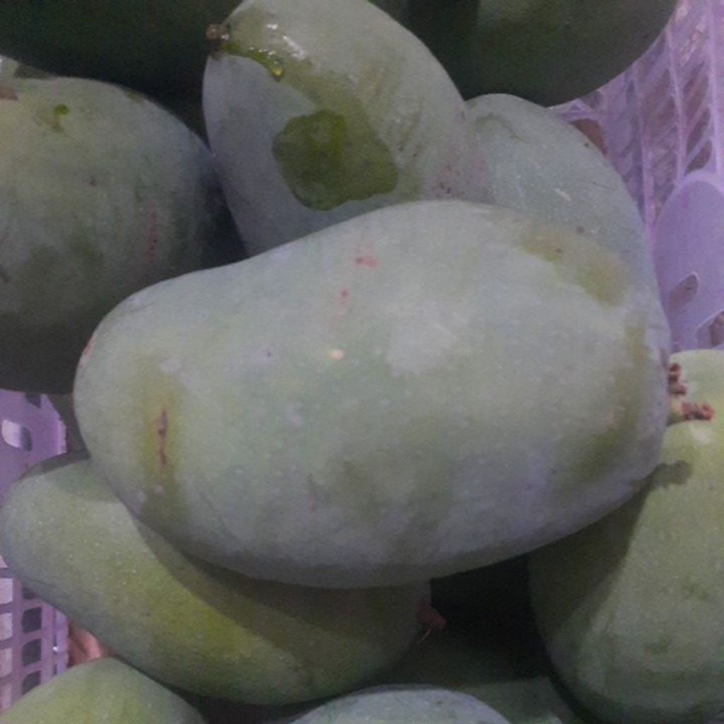 mangga gadung