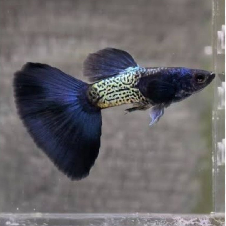 Guppy mssbt sepasang garansi
