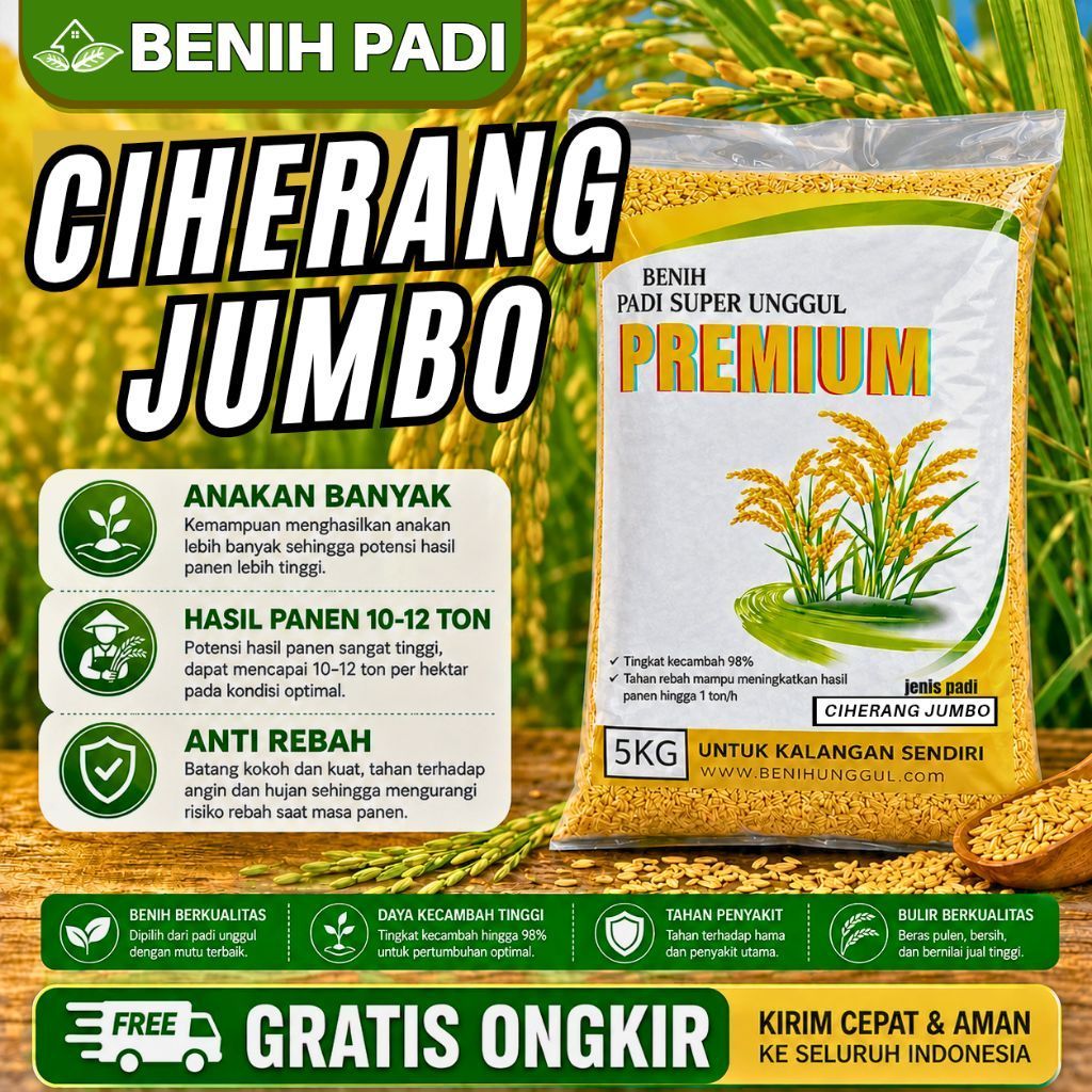 BENIH PADI BIBIT PADI CIHERANG JUMBO ORIGINAL KEMASAN 5KG BERKUALITAS