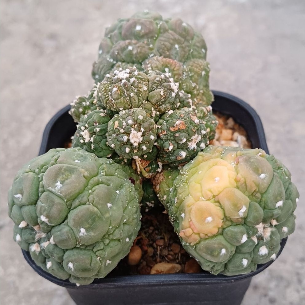 AstroKikko Lizard skin cluster