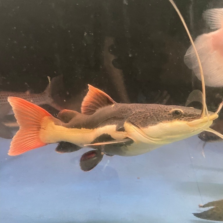 Hiasan Aquarium Ikan Redtail Catfish / RTC SB PERFECT 27-28cm