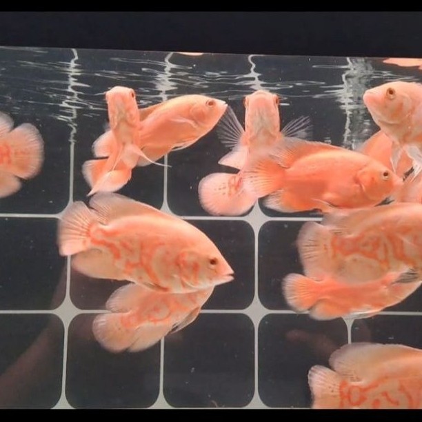Hiasan Mainan Oscar Red Chili / Nemo / Tiger / Tembaga