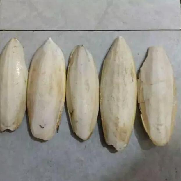 SOTONG LOVEBIRD BIG JUMBO SIZE/ TULANG SOTONG /LOVEBIRD