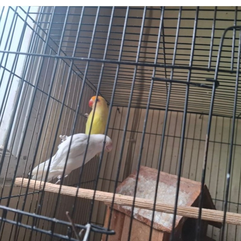 lovebird pb cremino jantan mata merah