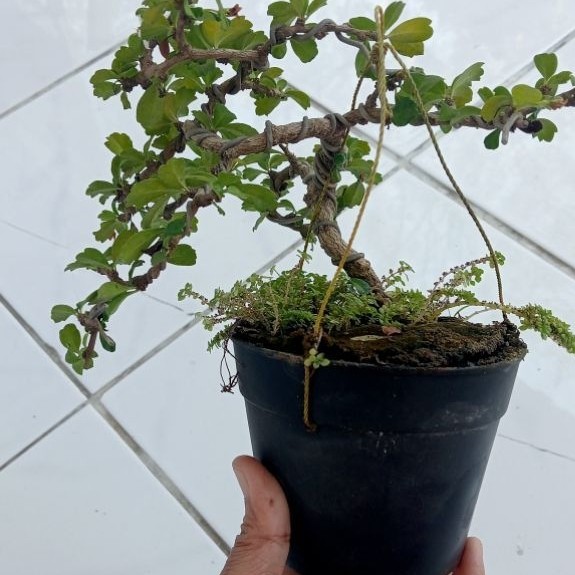 bonsai hokianti
