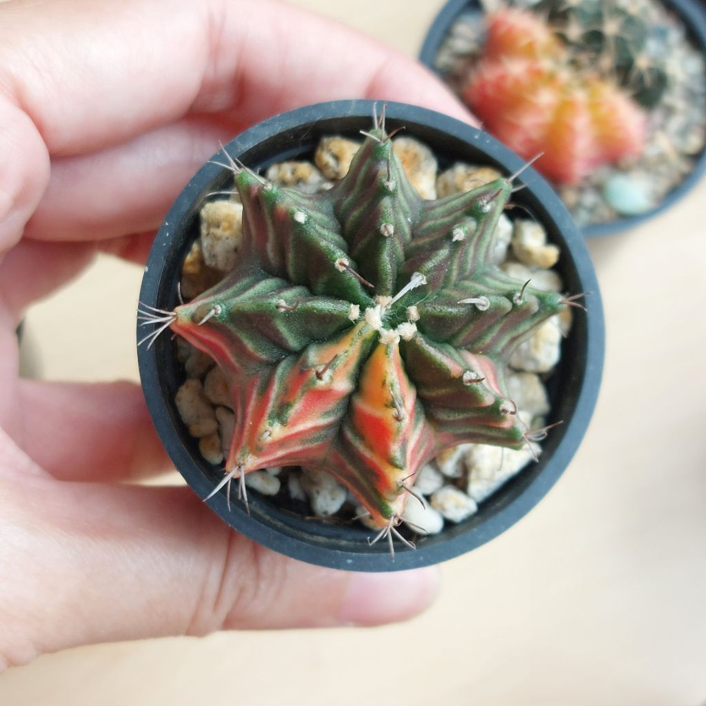Miha Hybrid Gymnocalycium Gymno Seeding Purple Orange Kaktus  Mini Sukulen Lucu