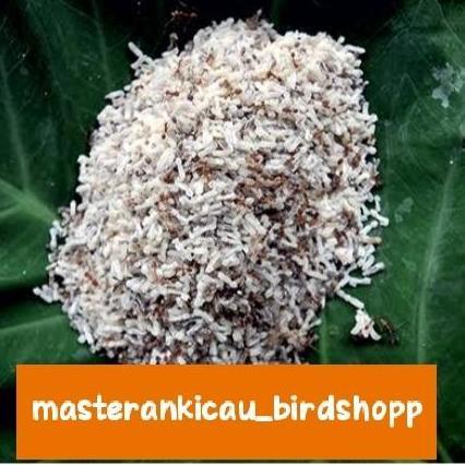 PAKAN KROTO TELUR SEMUT ORIGINAL SUPER FRESH