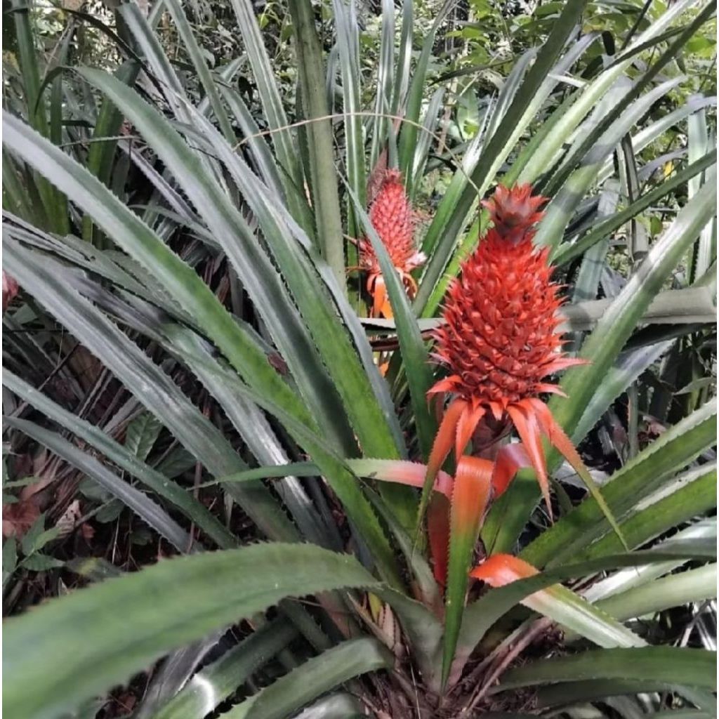Bibit Nanas Merah Nanas Hutan 5 Bibit
