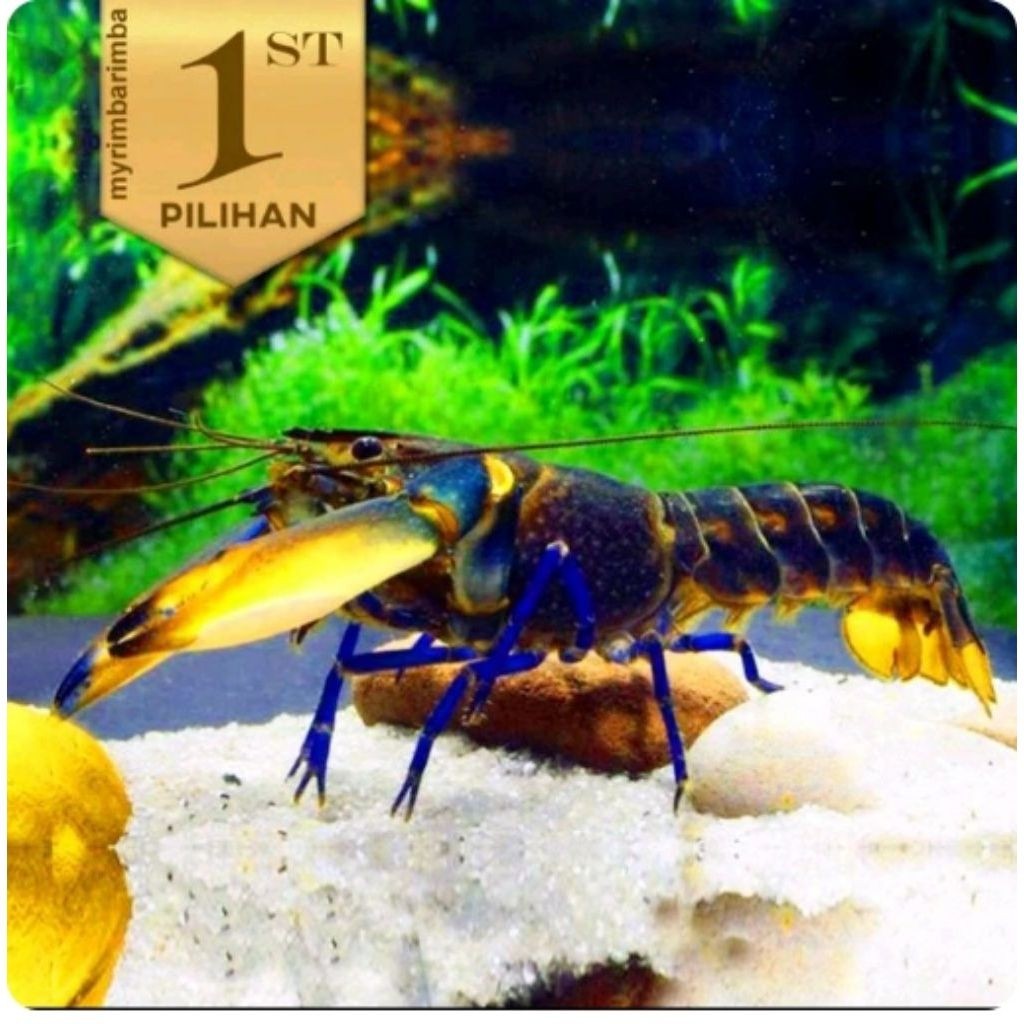 Lobster BIru Indukan Air Tawar Hiasan Aquarium Ikan Hias Aquascape