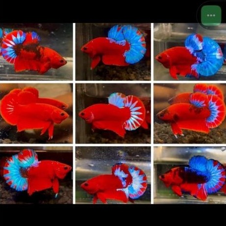 MALE RED HELLBOY BOLD
