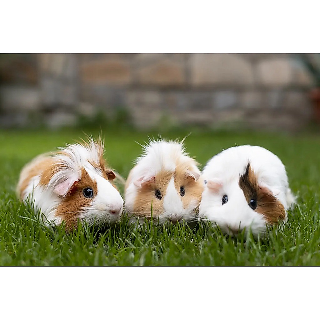 MARMUT IMUT & LUCU
