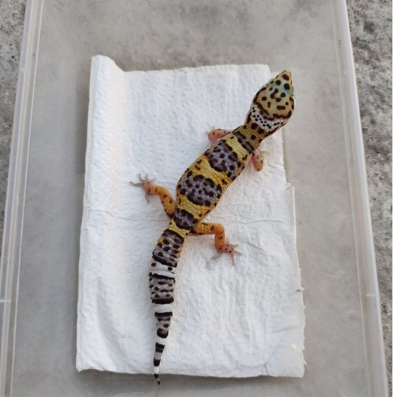MAINAN ANAK GECKO JUVE SNOW BN_MALE