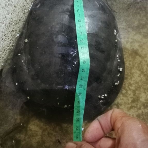 bulus bakar untuk umpan mancing lele berat 1 kg