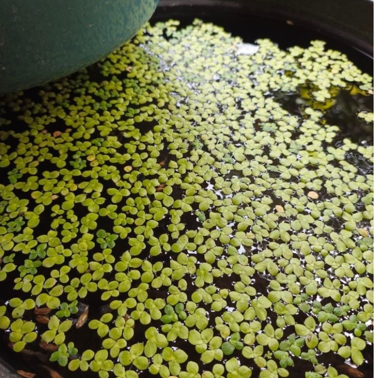Spirodela Polyrhiza Greater Duckweed Segar Fresh Murah