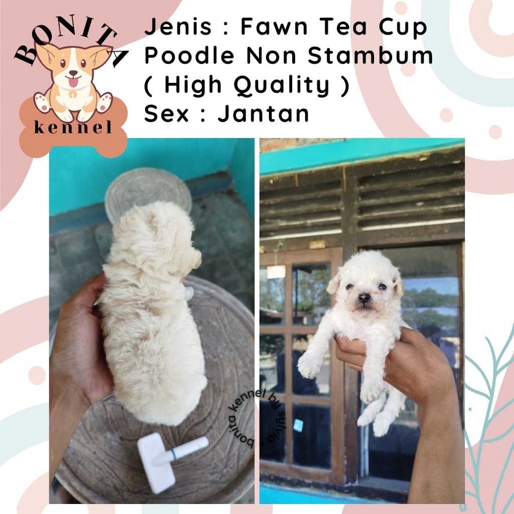 Fawn Parti Tiny Toy Tea Cup Poodle Non Stambum Anjing Poodle Jantan Betina Particolor