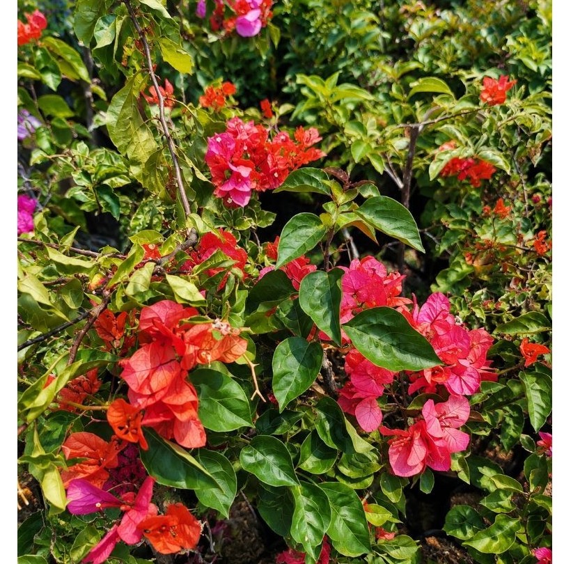 tanaman hias bugenvil (bougainvillea) Lokal
