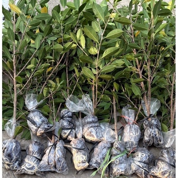 Bahan bonsai kimeng|tanaman kimeng|ficus microcarpa (masih turun dari cangkokan)