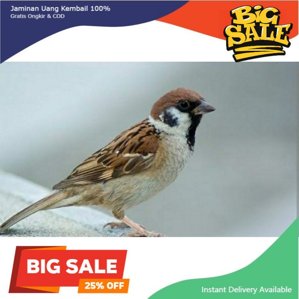 burung gereja hidup
