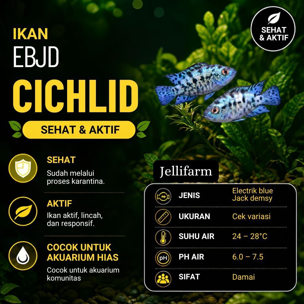 hiasan untuk akuarium cichlid EBJD