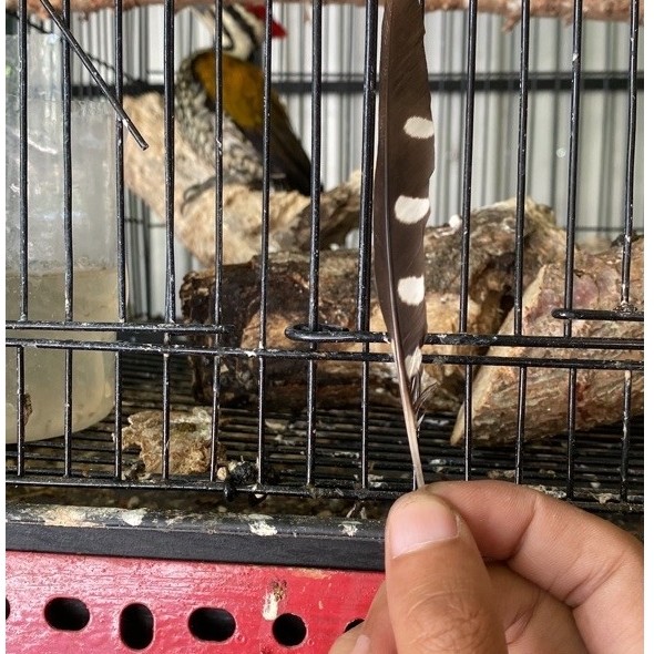 ASLI LEPAS SENDIRI,SAYAP SEBELAH KIRI BURUNG PELATUK BAWANG.TUAH MURNI.