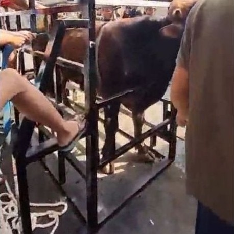 alat perebah sapi kurban