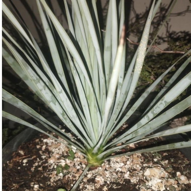 Yucca Rostata
