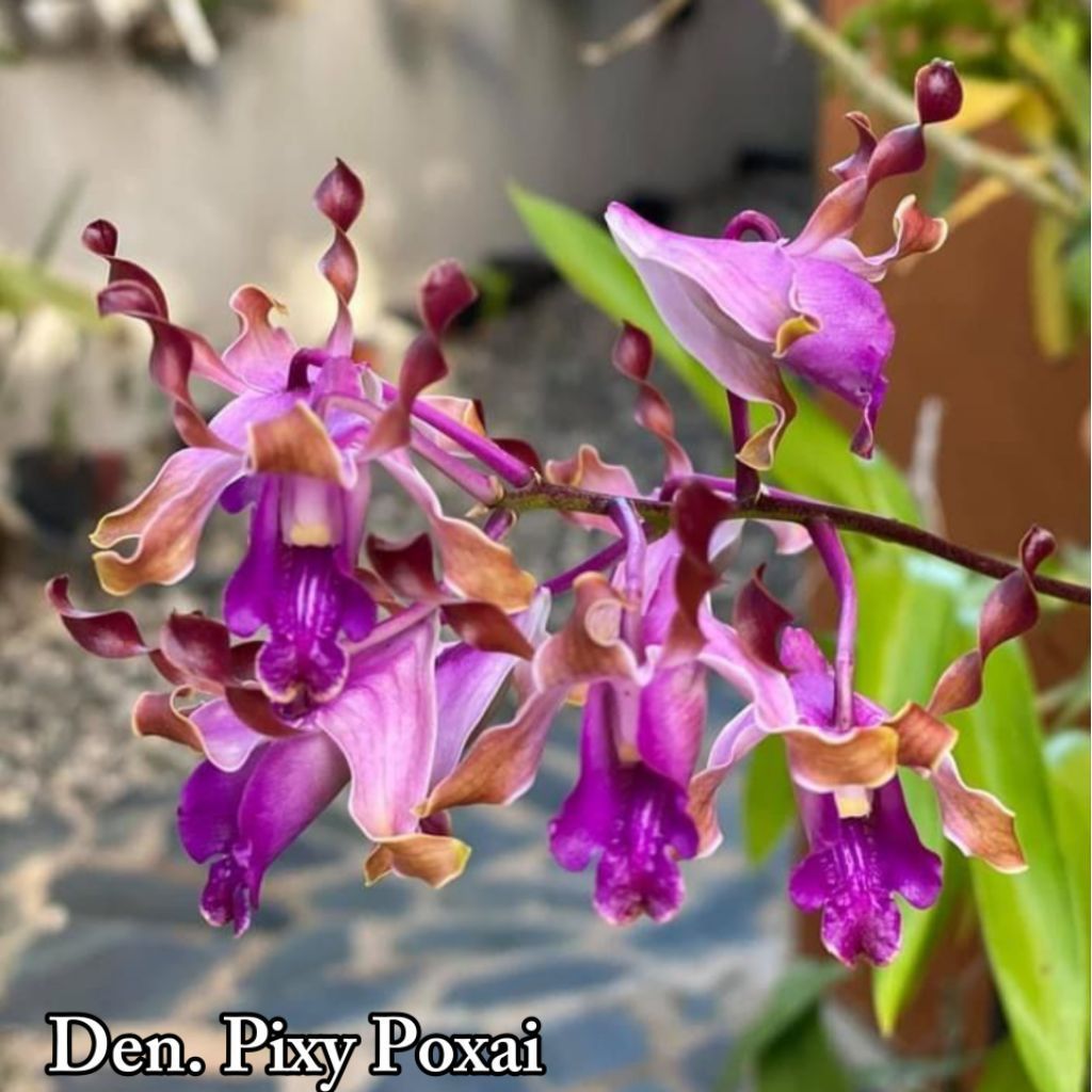 Anggrek Dendrobium Keriting Pixy Poxai Tanaman Hias Anggrek Dendrobium Keriting