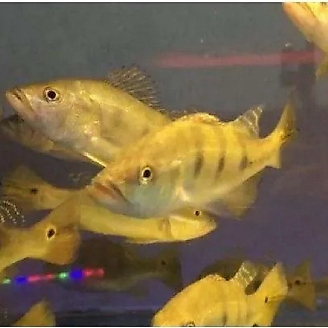 Ikan Hias Pbass intermedia