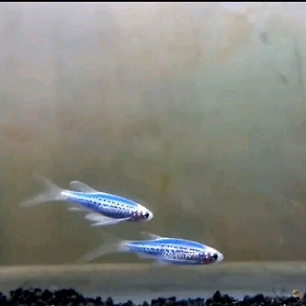 Danio slayer biru