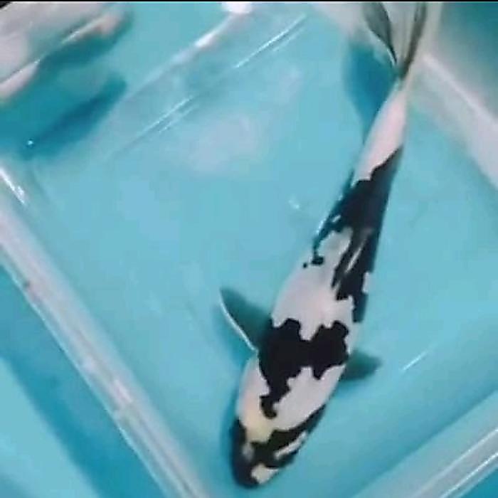 Ikan Koi Shiro Showa Ukuran 20Cm Hiasan Kolam Terbaru 