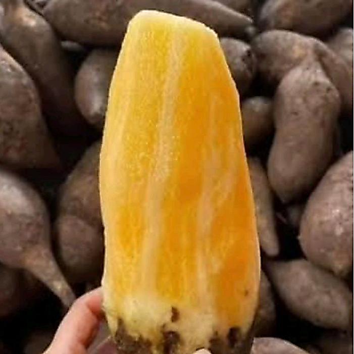 Ubi Yakon Fresh dari Wonosobo / Ubi Yakon Manis