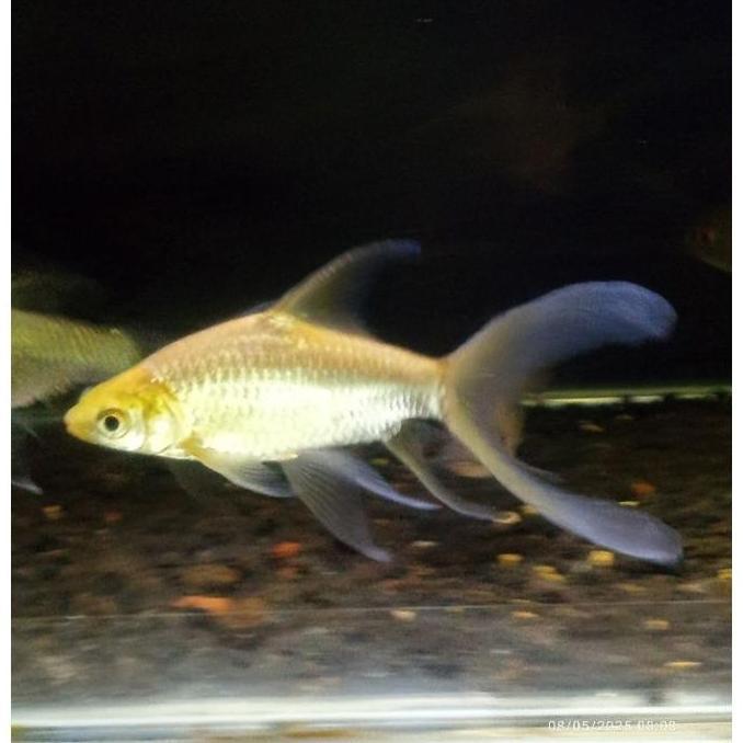 DAVITBRAKENS99 - IKAN KAVIAT / KAPIAT BIASA ALBINO | SLAYER | TANK MATE ARWANA & IKAN PREDATOR | IKA