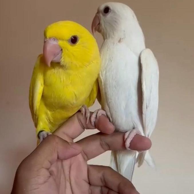 Indian RingNeck Parrot Baby Burung Jinak Pintar Lucu