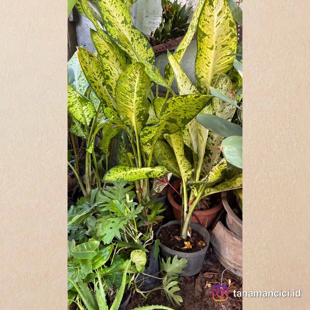 tanaman hias indoor diven galaxy tinggi 60cman ready Surabaya barat
