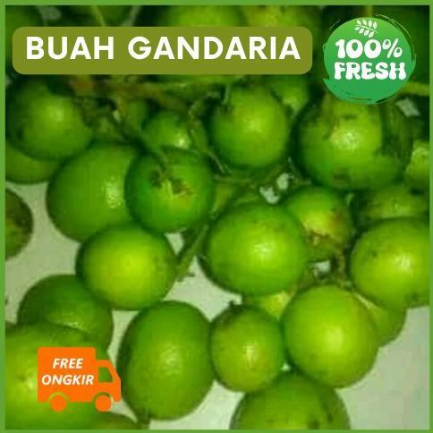 DISKON Buah Gandaria / Buah Jatake muda segar langsung dipetik dari pohonnya