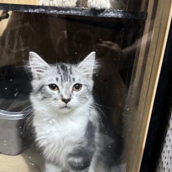 Kitten - Anak Kucing Persia