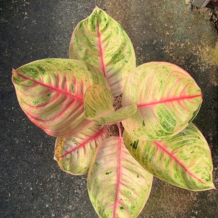 Aglaonema Moonlight