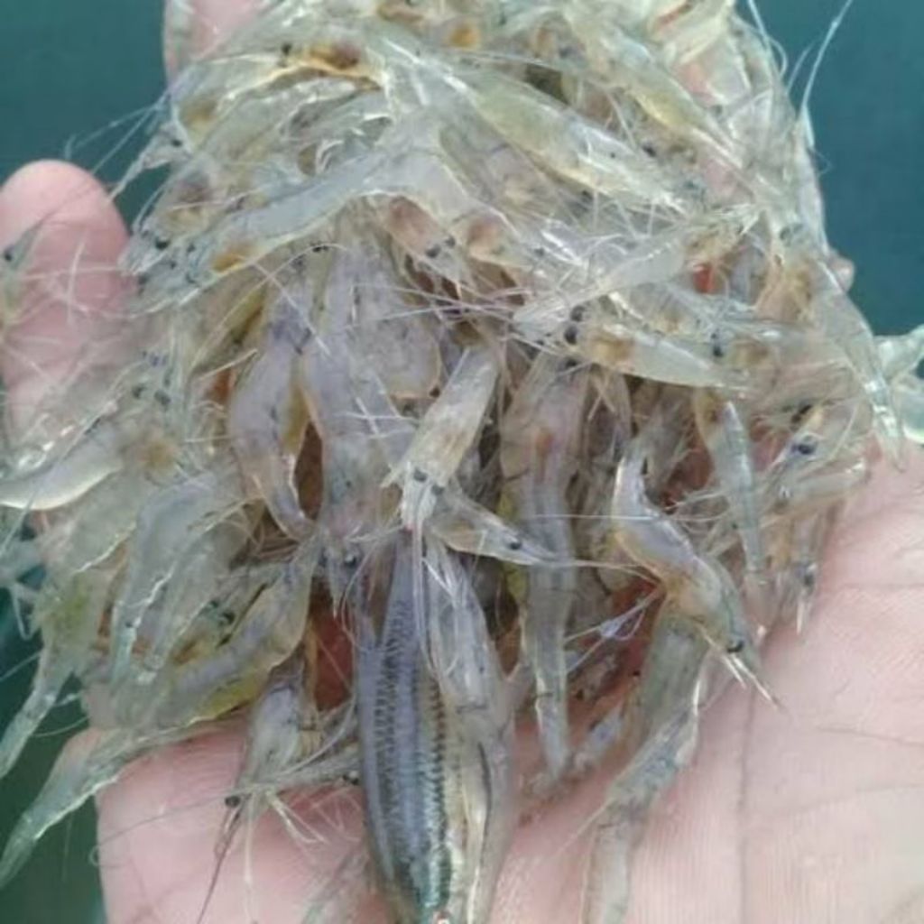 Udang Sawah - Udang Air Tawar - Udang Rawa Hidup Pakan Ikan Predator
