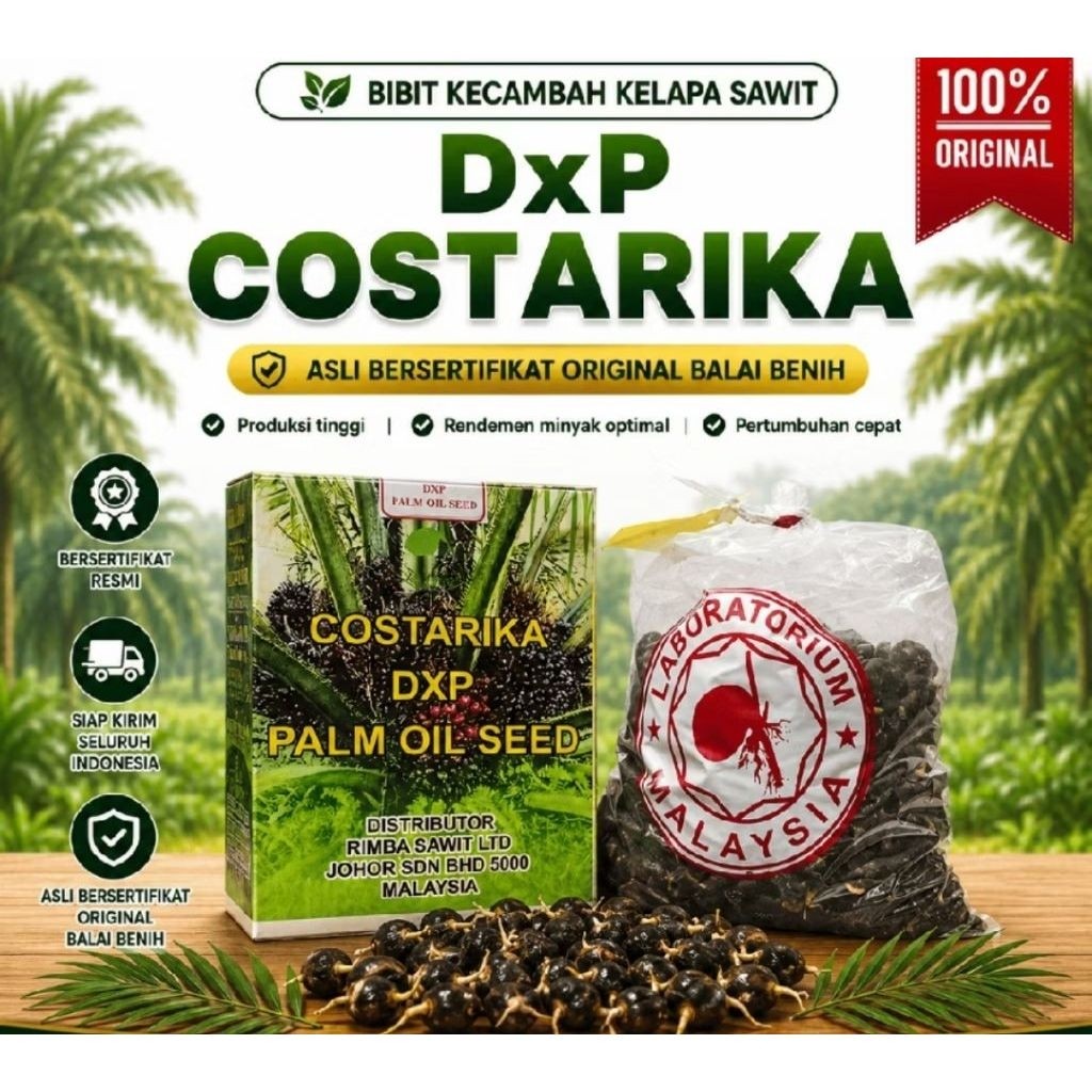bibit benih cambah sawit costarika