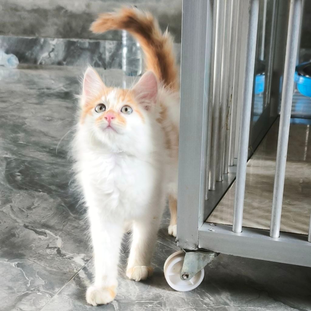 (BISA COD) Kucing  Persia Anggora Himalaya Ragdoll Kitten Anak Kucing Kecil