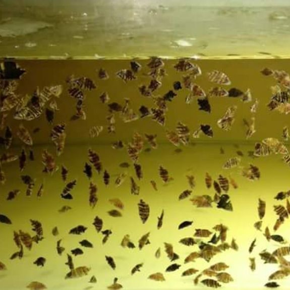Gantungan kunci datz borneo random 1cm